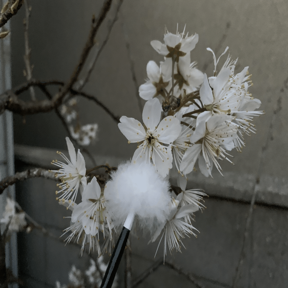 サクランボの開花｜平屋私庭日記＃39｜ライツ社