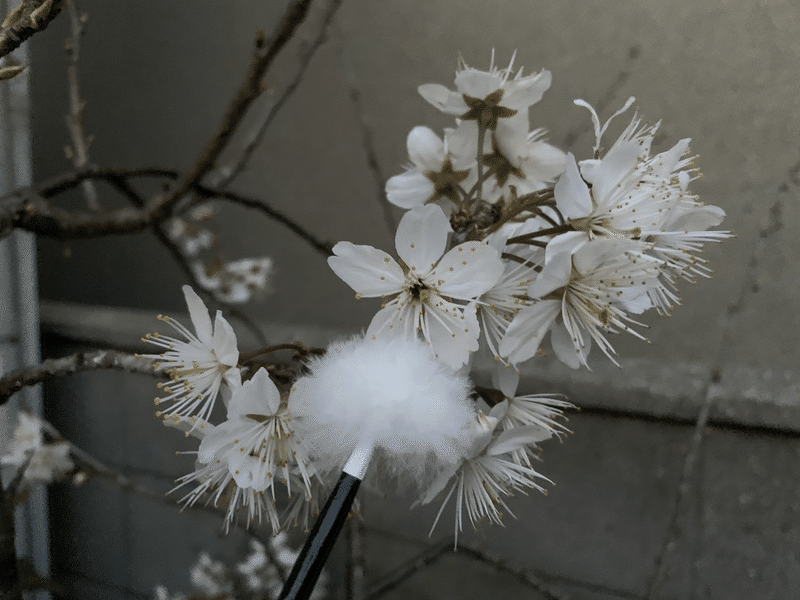 サクランボの開花 平屋私庭日記 39 ライツ社 サクランボの開花 平屋私庭日記 39 ライツ社