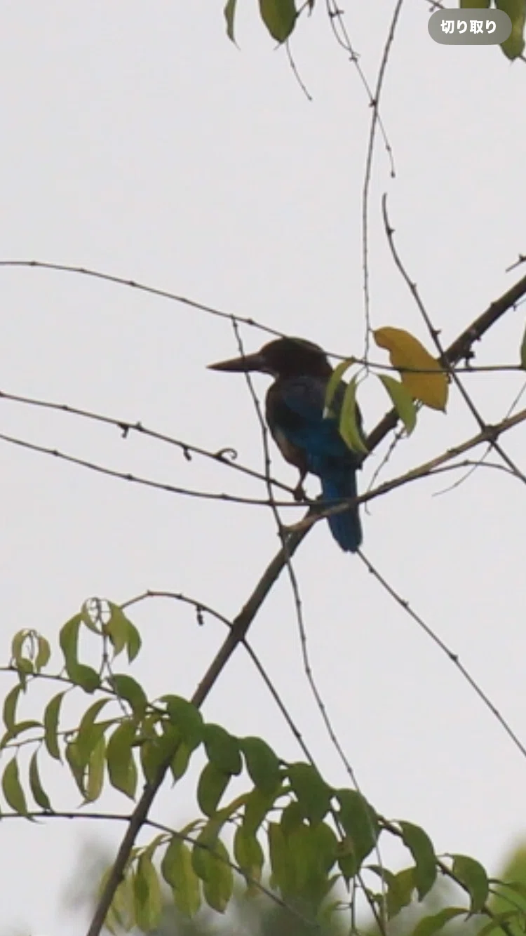 [Solo Travel Abroad] Malaysia/Fraser's Hill/Birds｜旅する定点観測室