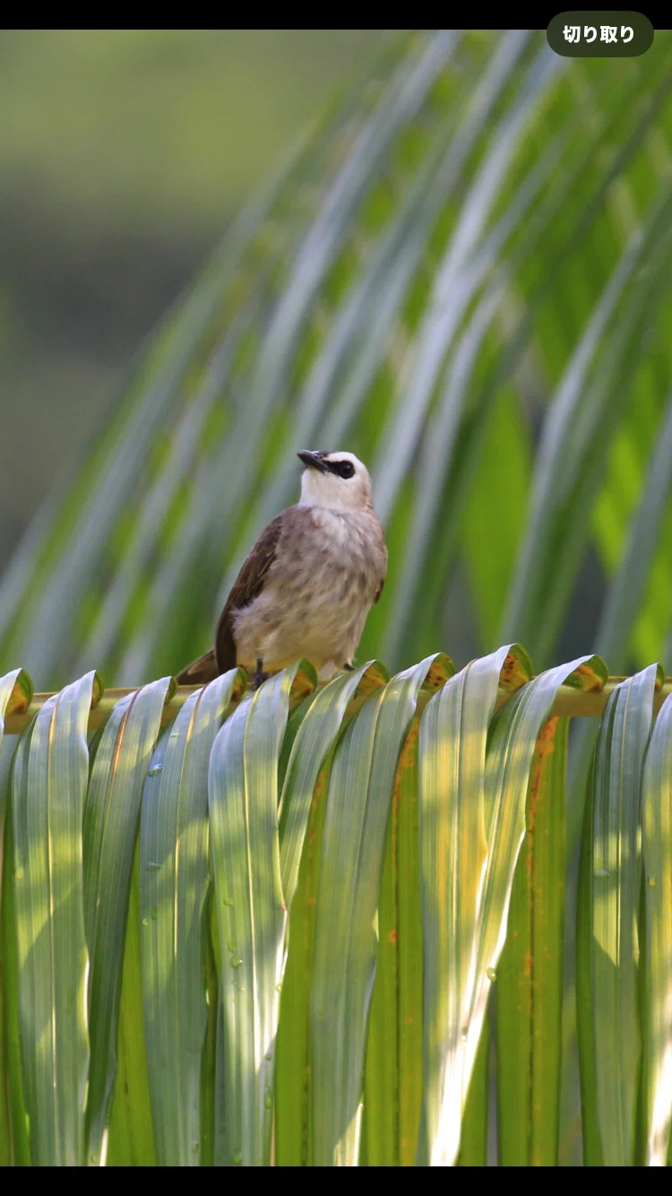 [Solo Travel Abroad] Malaysia/Fraser's Hill/Birds｜旅する定点観測室