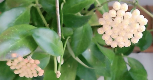 ジャックスCDBOX／ひまわりの花の 早川義夫 今日の一枚〜早川義夫『ひまわりの花』｜スガイヒロシa.k.aSugar