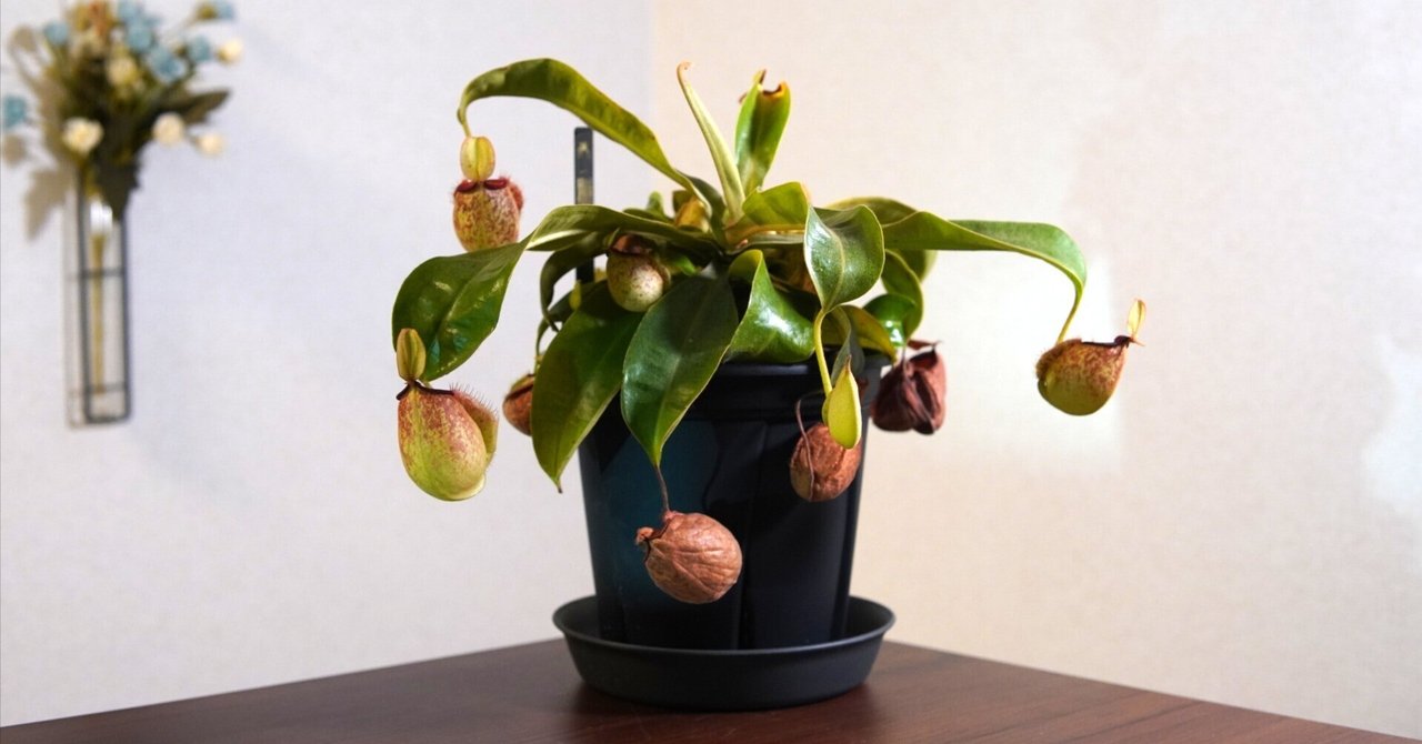 食虫植物　ネペンテス　フーケリアーナ ツボ記】ネペンテス・フーケリアナ栽培記録【N. × hookeriana
