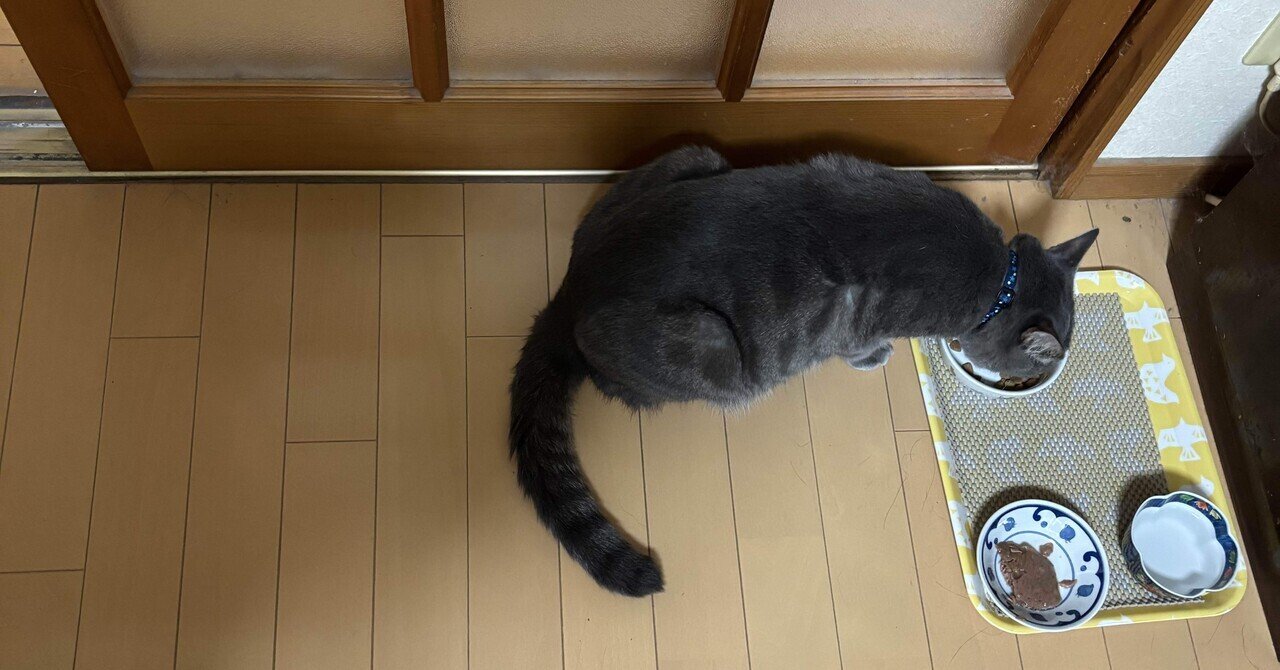 ねこねこ 様 愛猫｜純金製ガラスケース 3タイプ - HIKARI GALLERY｜高級