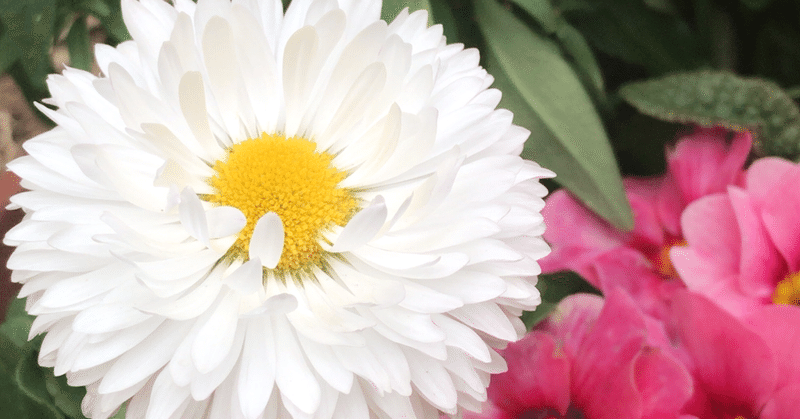 曖昧な表現が苦手で言葉の細部が気になる人たちについて 海野しぶき 思春期ブルー相談室 note
