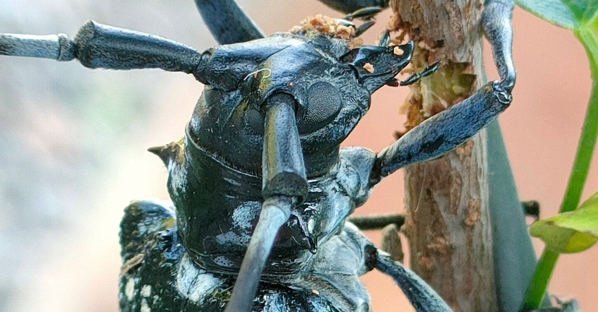 ミャンマー産ゴマダラカミキリ ゴマダラカミキリ｜月澄狸