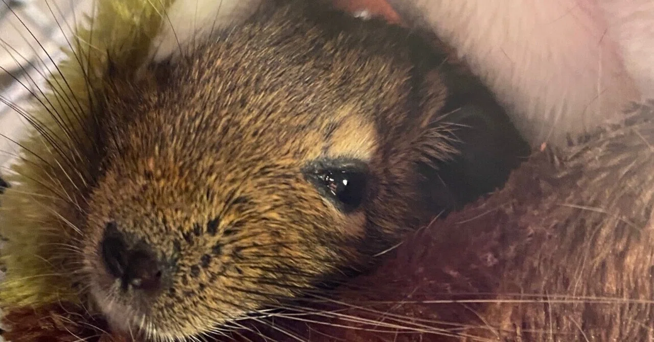 Available in Japan! How to Keep Pets: Degu Edition｜たかじん : 仕事と育児の両立パパ
