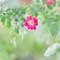 Floral Rhythm〜花のことば〜