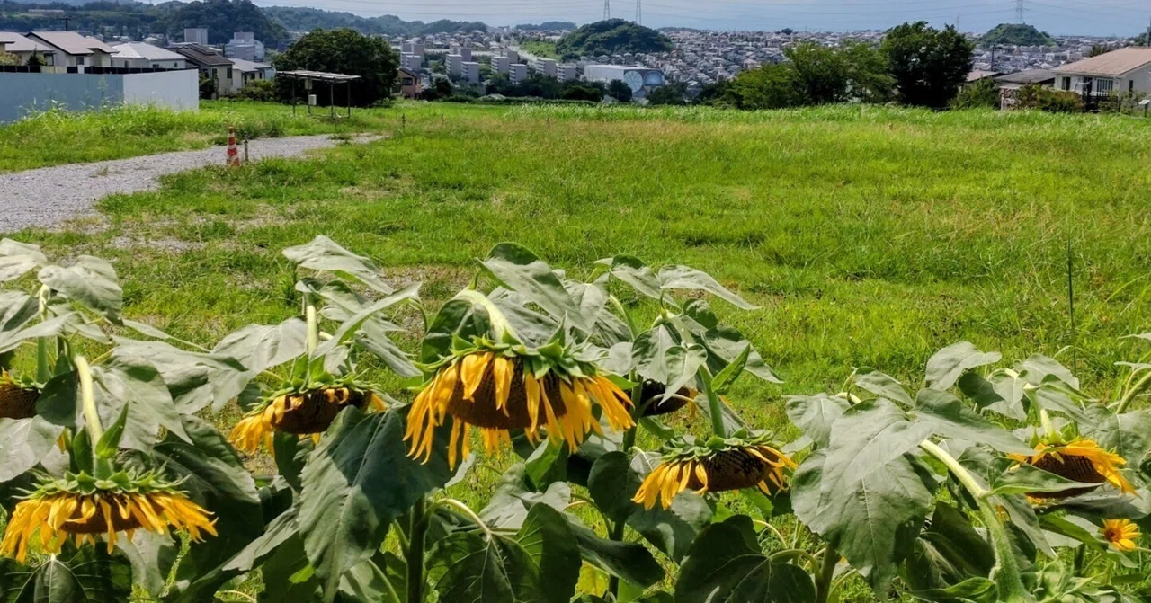 向日葵も茹だる夏 ＃夏の1コマ｜そらお、久保ユキマサ