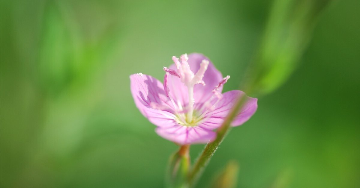 一輪の花 itc1129000.png