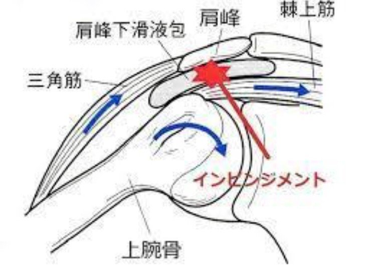 肩関節の機能解剖学 part2｜山﨑健太