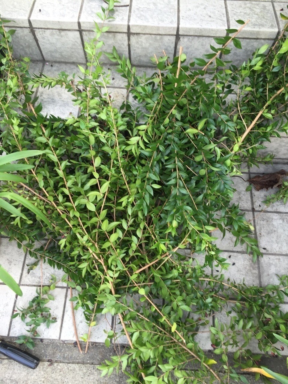 マートルのリース 最後に毛虫画像あり 玉兎 Note