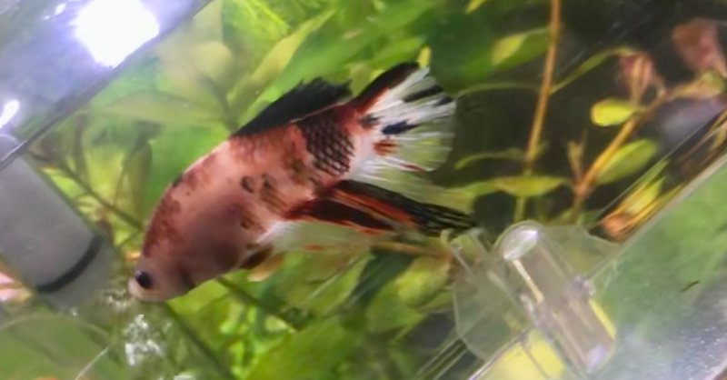 ちちばなれ 稚魚ベタのご飯の話 サワコ Note