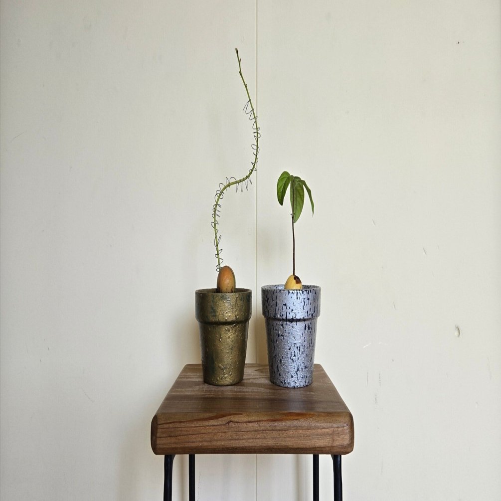 ひとやみ【アボカド成長記⑧】｜れいちゃん