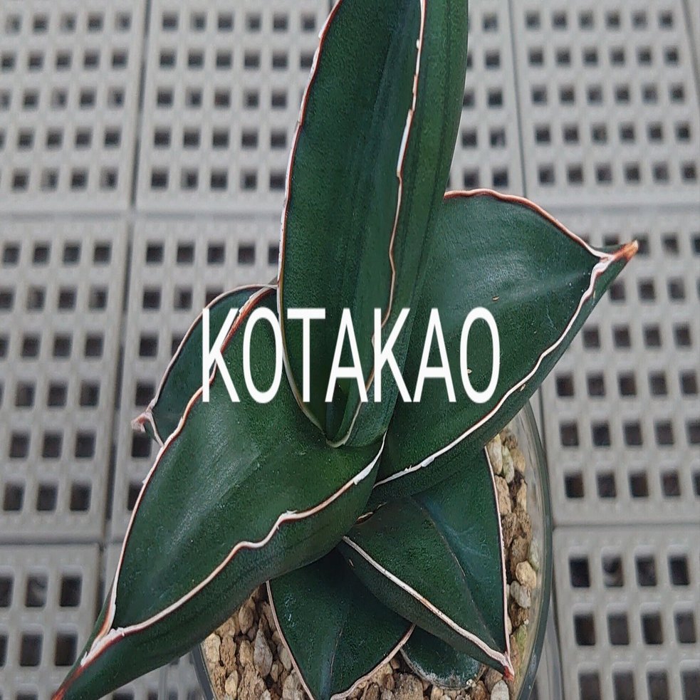 サンスベリア・サムライドワーフ｜KOTAKAO