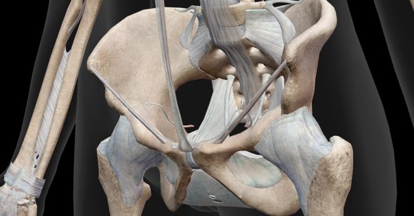 Hip-spine syndrome～骨盤帯から脊柱アライメントを考える～｜Lee