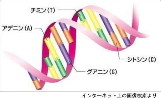 遺伝子