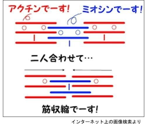 アクチンとミオシン