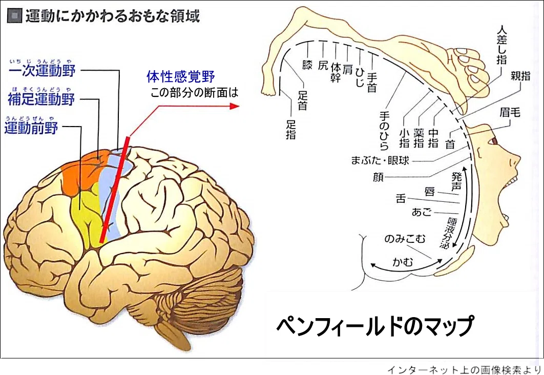 ペンフィールド