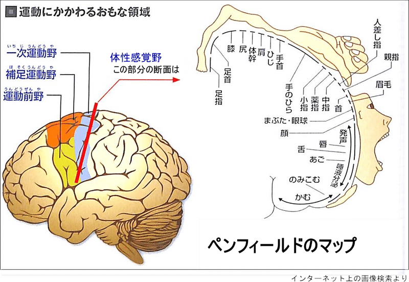 ペンフィールド