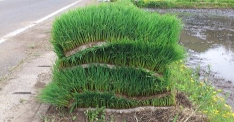 耕さない田んぼ の苗づくり ひろこのへや 五十嵐ひろこ Note 耕さない田んぼ の苗づくり ひろこのへや 五十嵐ひろこ Note