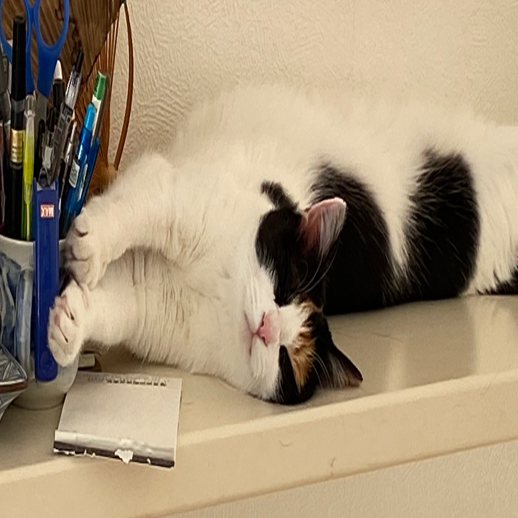 十二国記 感想 白銀の壚 玄の月 に描かれたもの 読む猫 Note