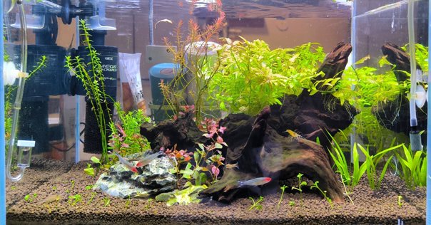 エキノドルス　ビッグベアー　特大株 エキノドルス 'ビッグベアー' | Ordinary-Aquarium