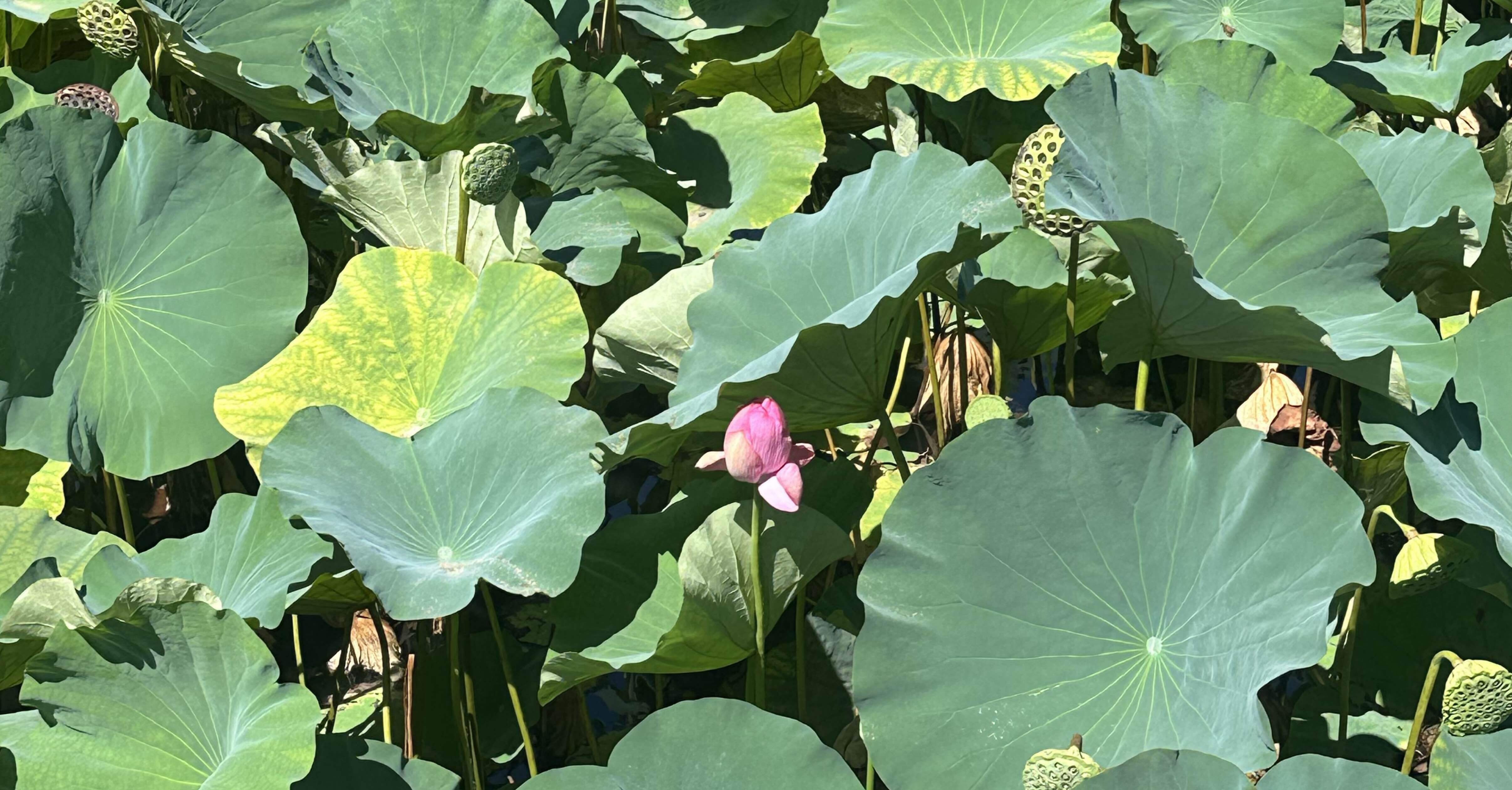 蓮華様おまとめ 華Doll* -Reinterpretation of Flowering-』 OP主題歌「Clockwork