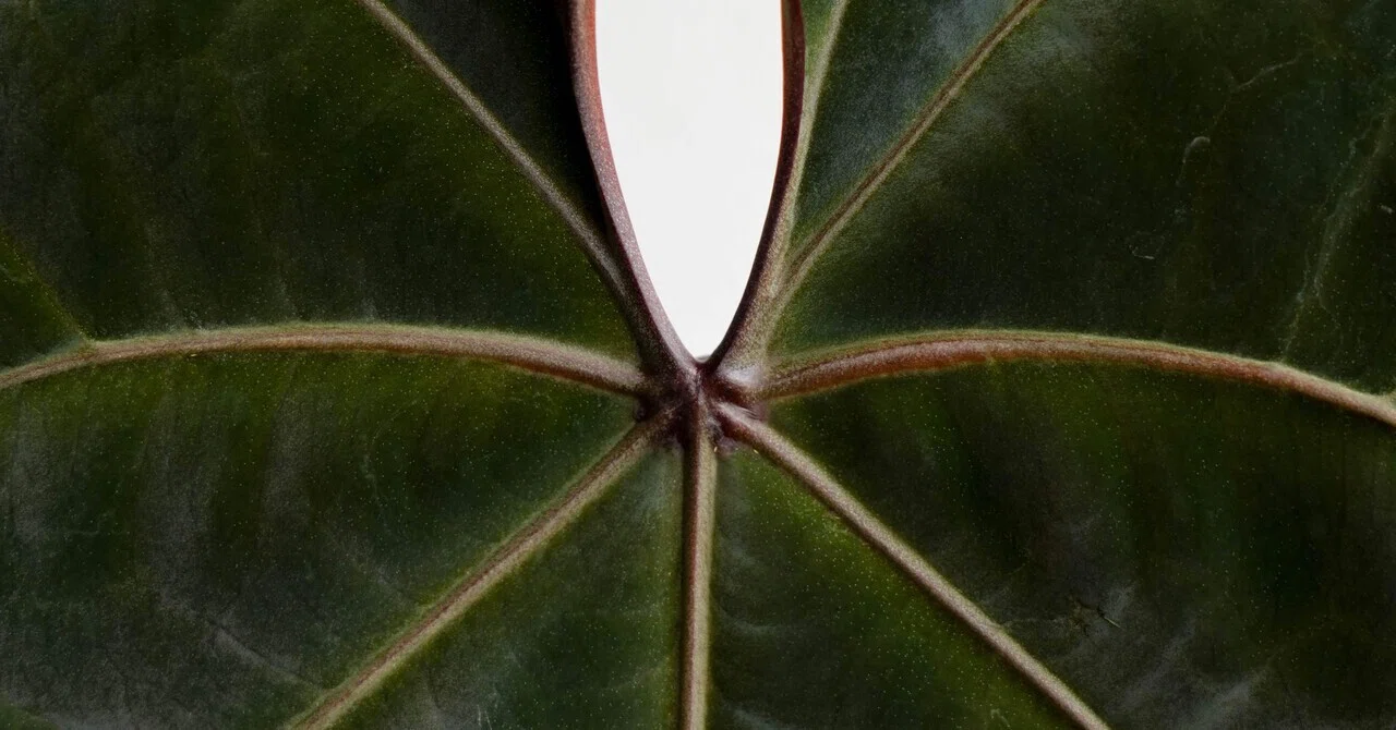 ♠️Anthurium 