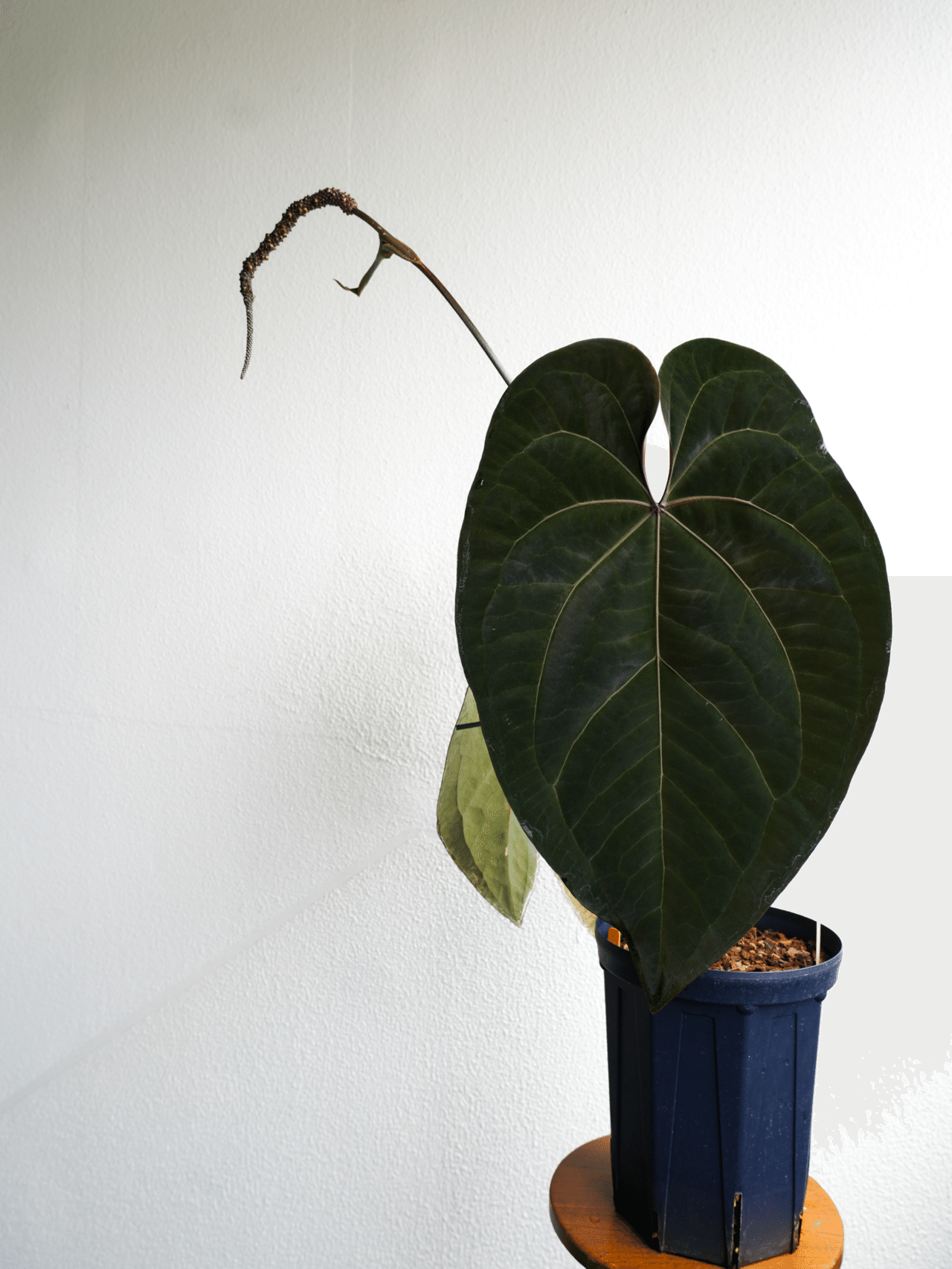 Anthurium AOS①の株 確認用（どなたでも購入・相談可能） Anthurium x