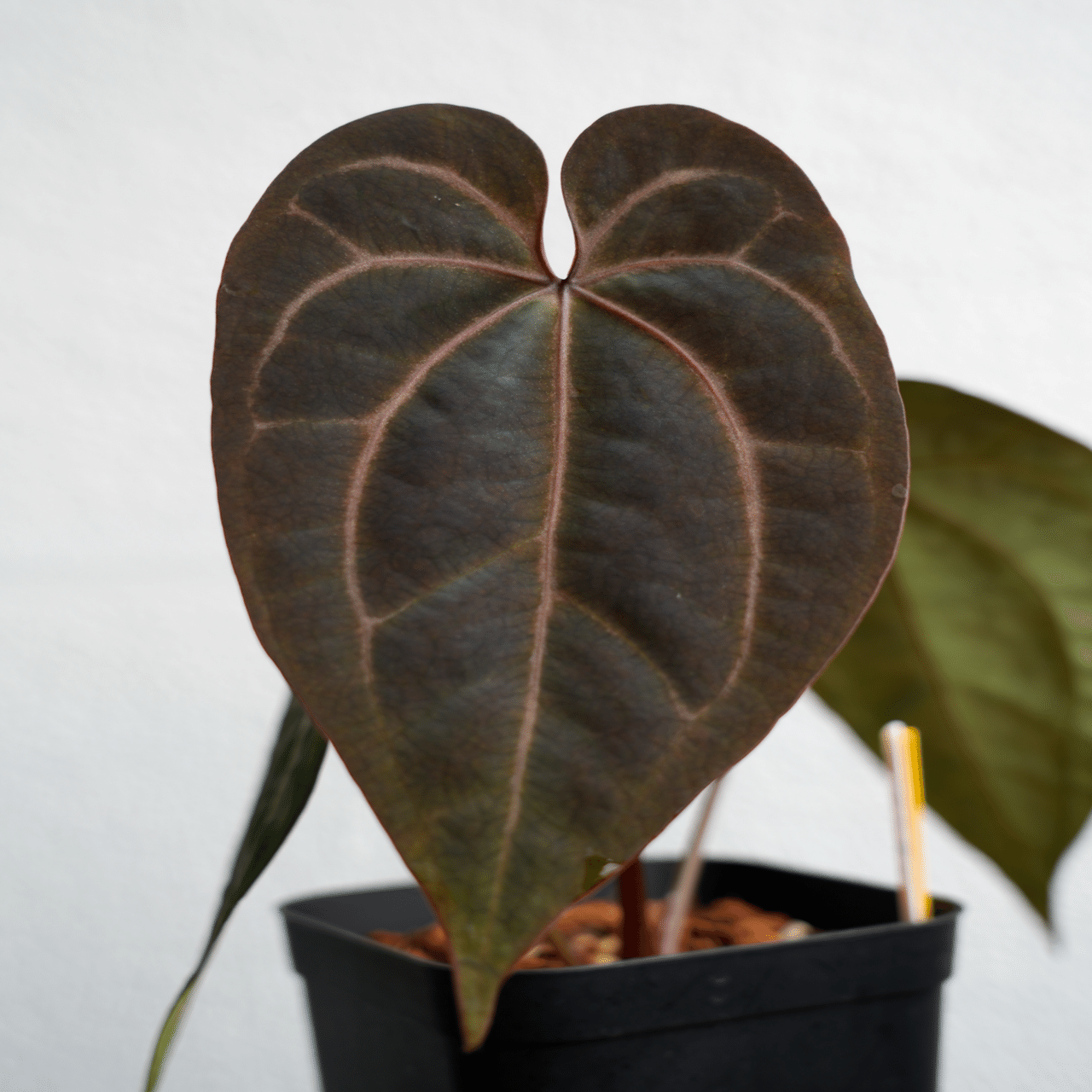 ♠️Anthurium 'Ace of Spades'について｜acu_s_forest