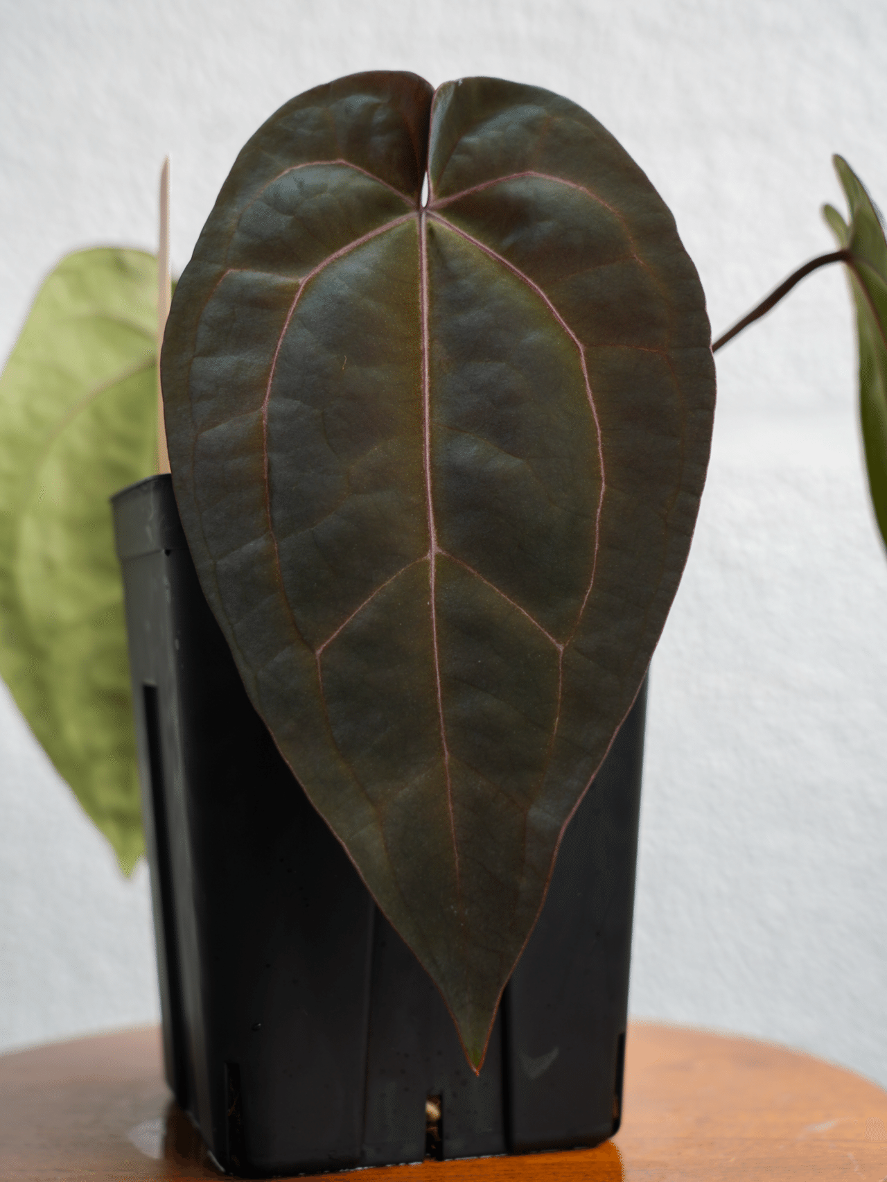 ♠️Anthurium 'Ace of Spades'について|acu_s_forest ♠️Anthurium 'Ace of Spades'について|acu_s_forest