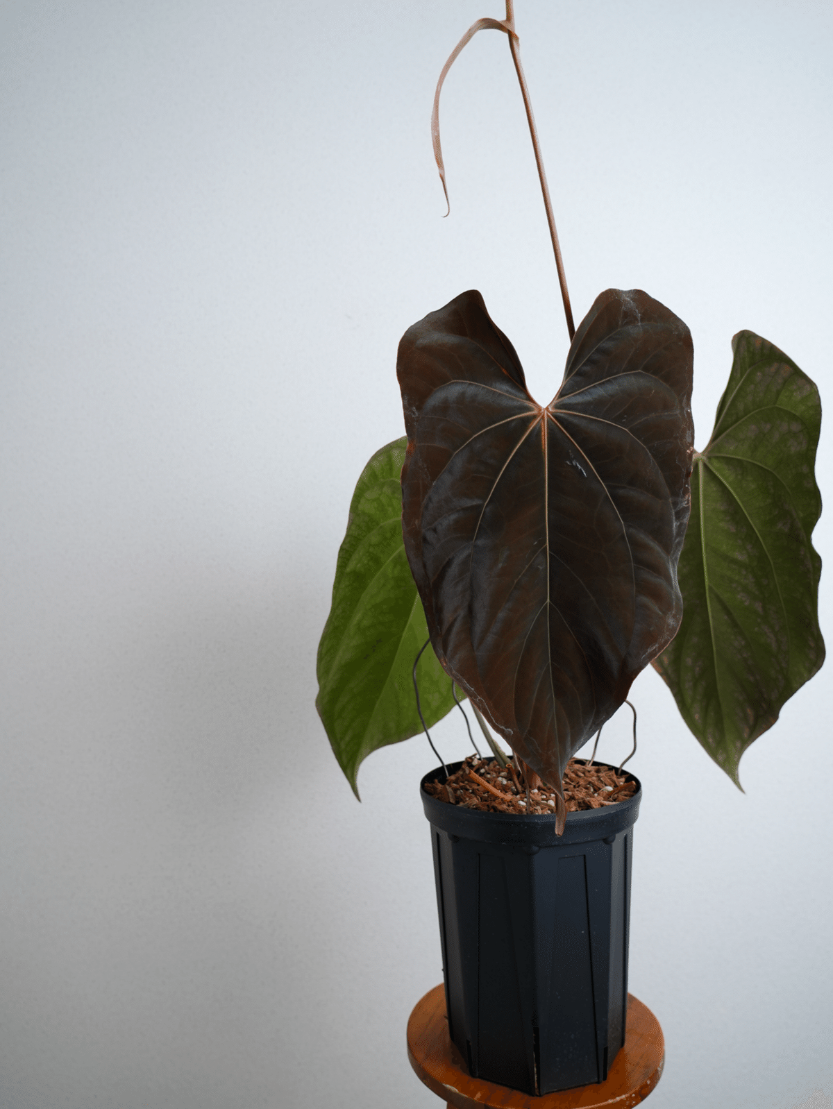 選抜アンスリウム anthurium ace of spades aos df ♠️Anthurium 'Ace of Spades'について｜acu_s_forest