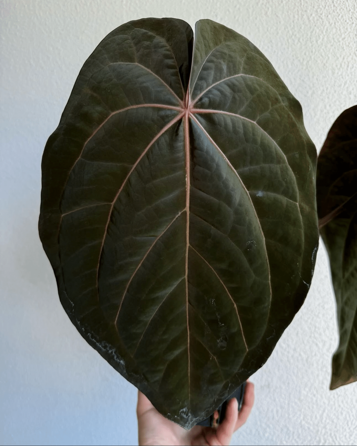 ♠️Anthurium 'Ace of Spades'について｜acu_s_forest