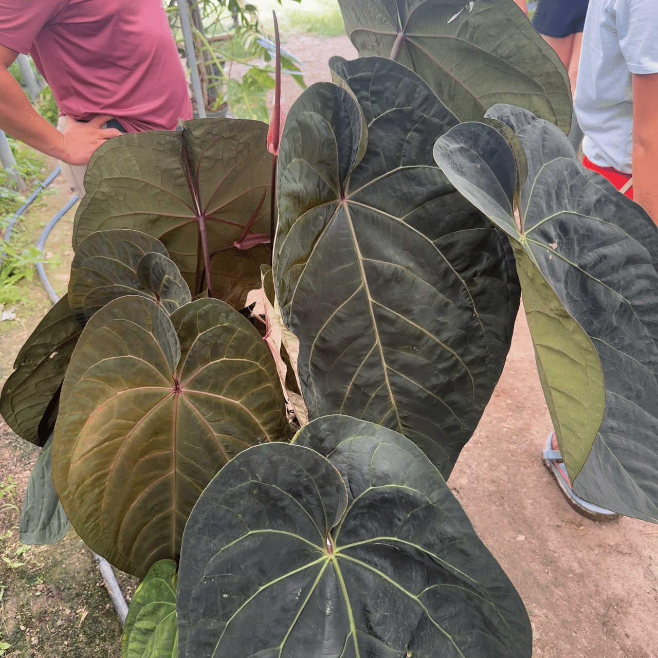 ♠️Anthurium 'Ace of Spades'について｜acu_s_forest