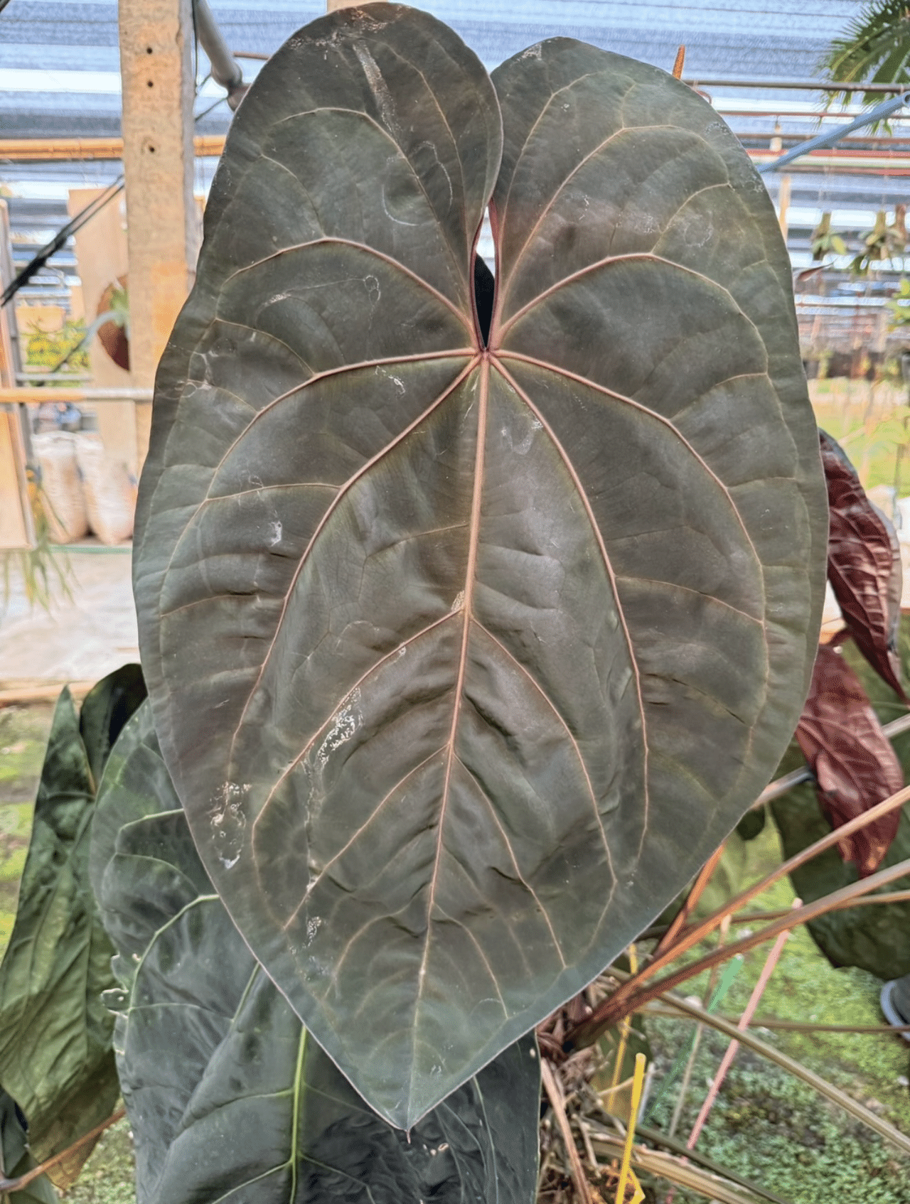 アンスリウム カーラブラッキー Anthurium Carlablackiae A*払様