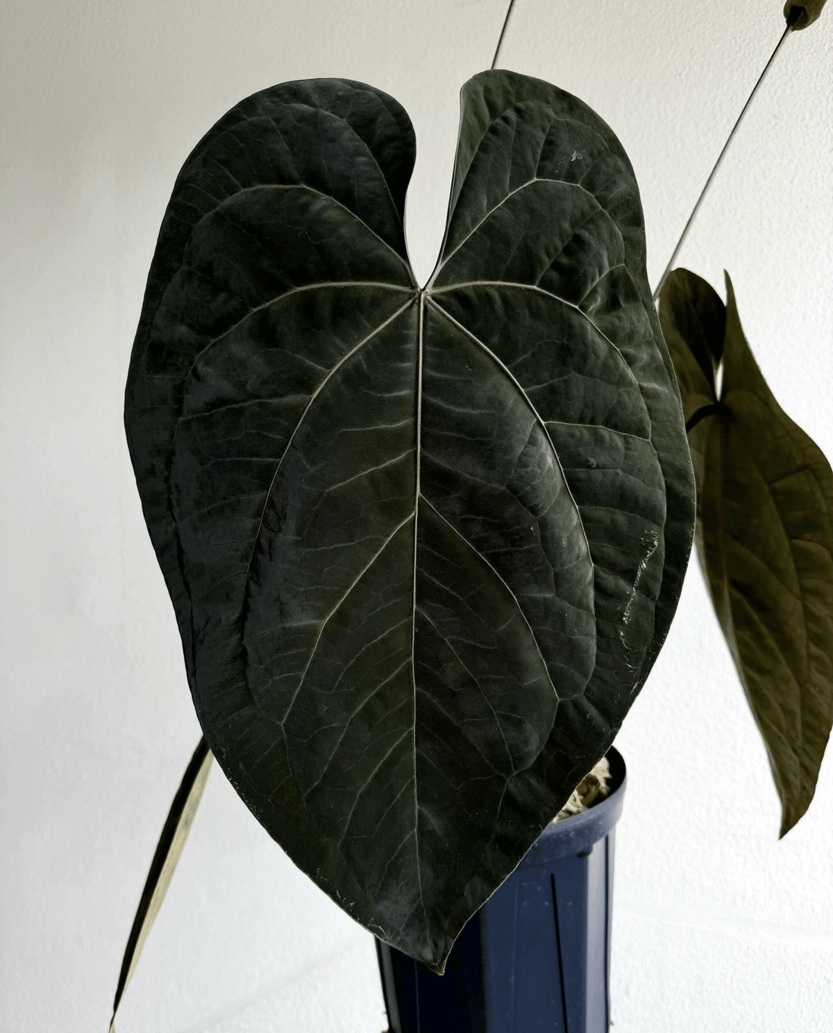 ♠️Anthurium 'Ace of Spades'について｜acu_s_forest