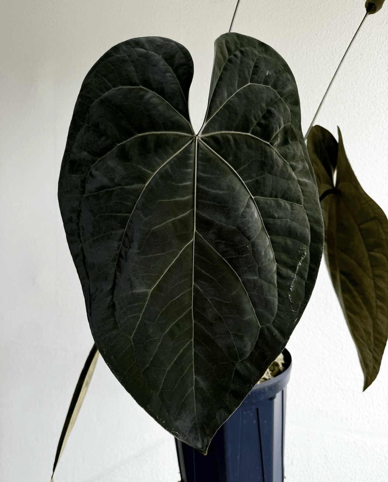 ♠️Anthurium 'Ace of Spades'について|acu_s_forest ♠️Anthurium 'Ace of Spades'について|acu_s_forest