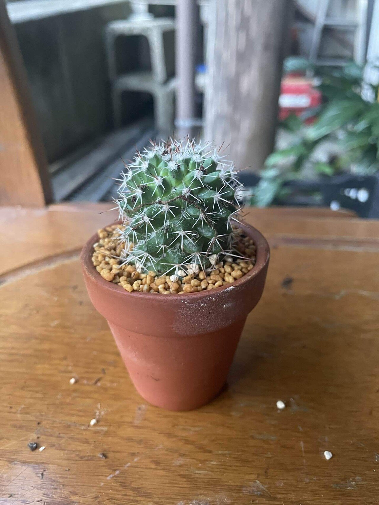 サボテン♡バスケット 触るな危険】ダイソーサボテン🌵痛さNo.1決定戦！｜福岡 切り花農家