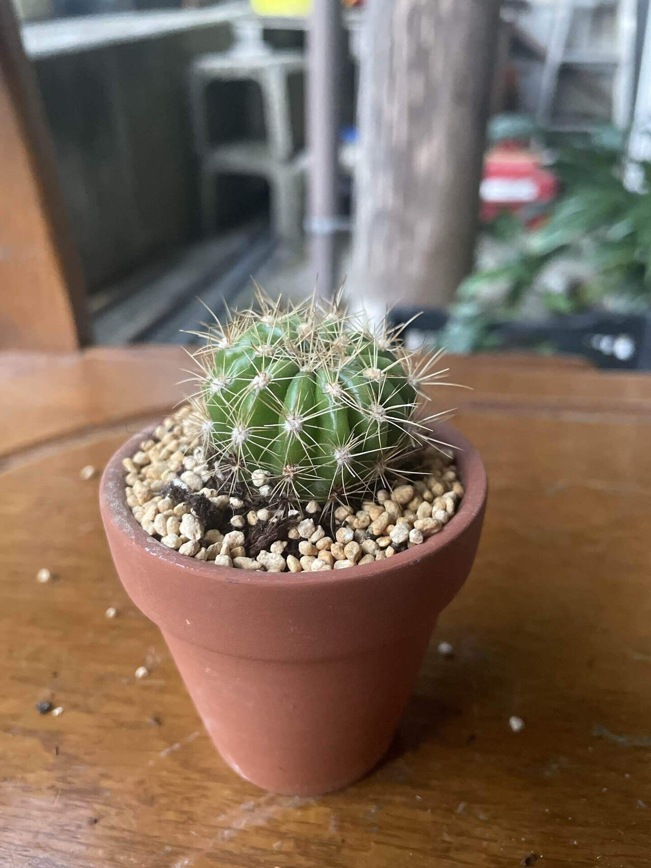 触るな危険】ダイソーサボテン🌵痛さNo.1決定戦！｜福岡 切り花農家