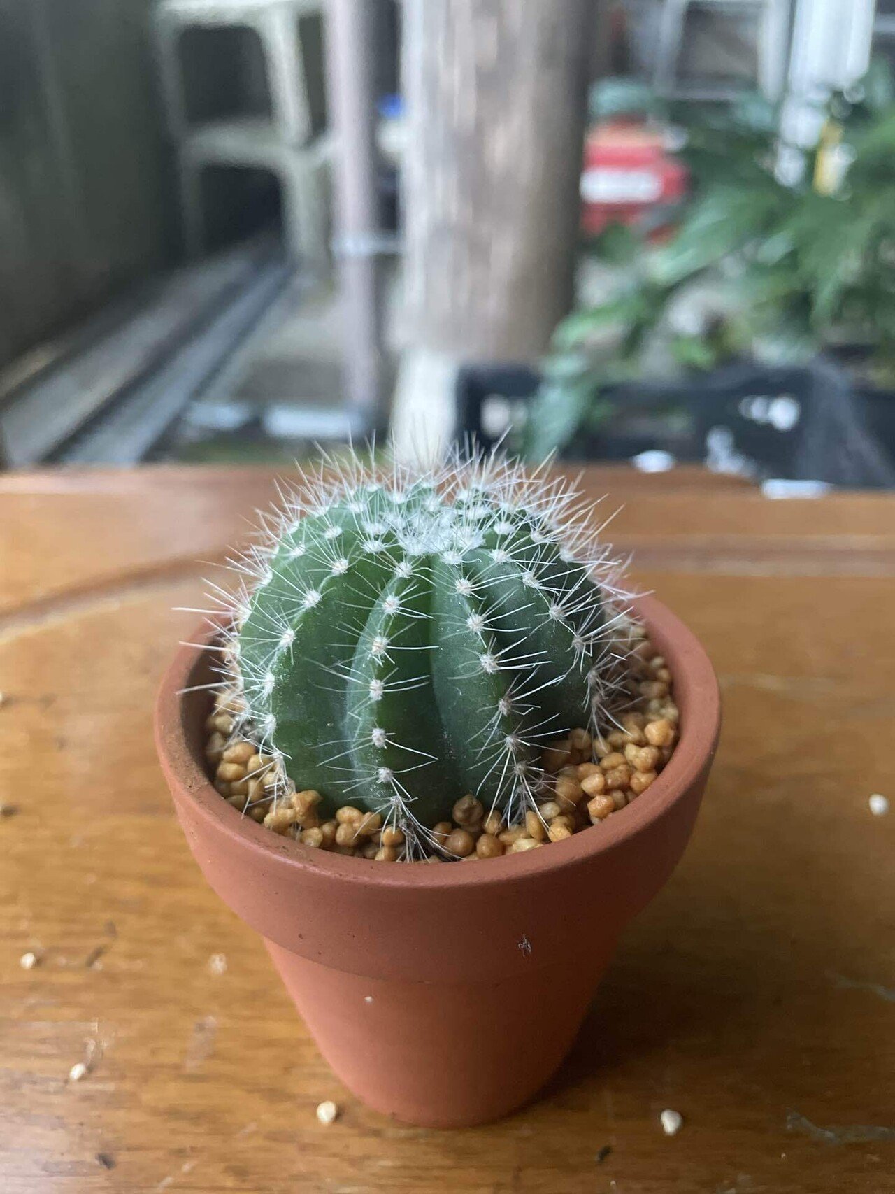 触るな危険】ダイソーサボテン🌵痛さNo.1決定戦！｜福岡 切り花農家