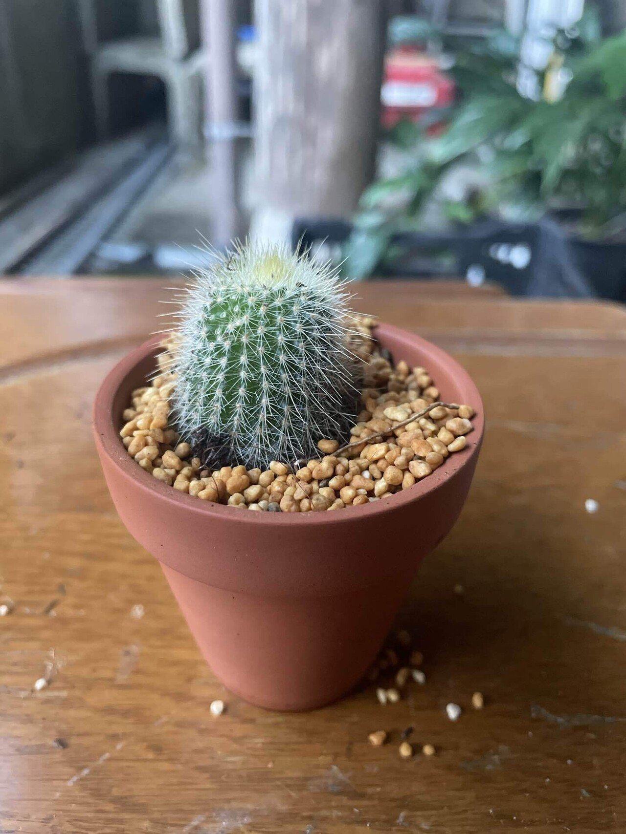 触るな危険】ダイソーサボテン🌵痛さNo.1決定戦！｜福岡 切り花農家