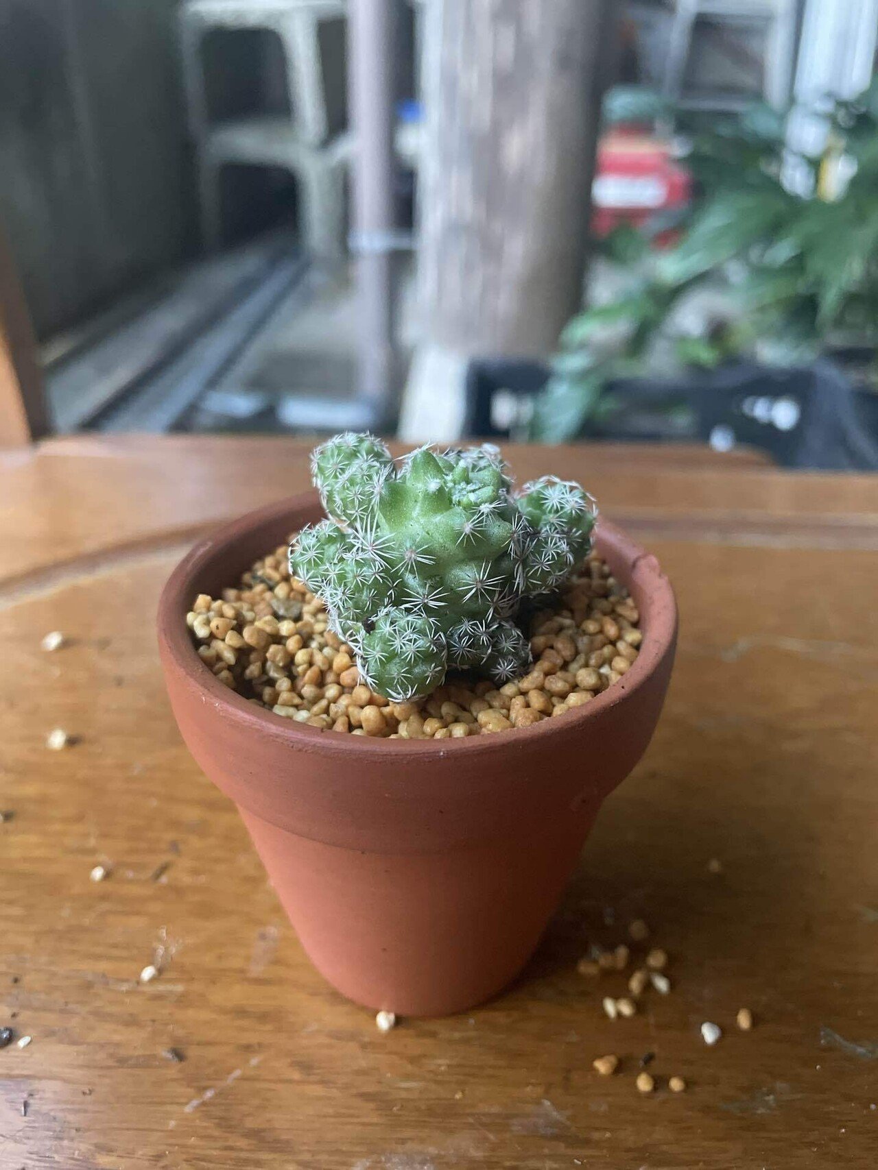 触るな危険】ダイソーサボテン🌵痛さNo.1決定戦！｜福岡 切り花農家