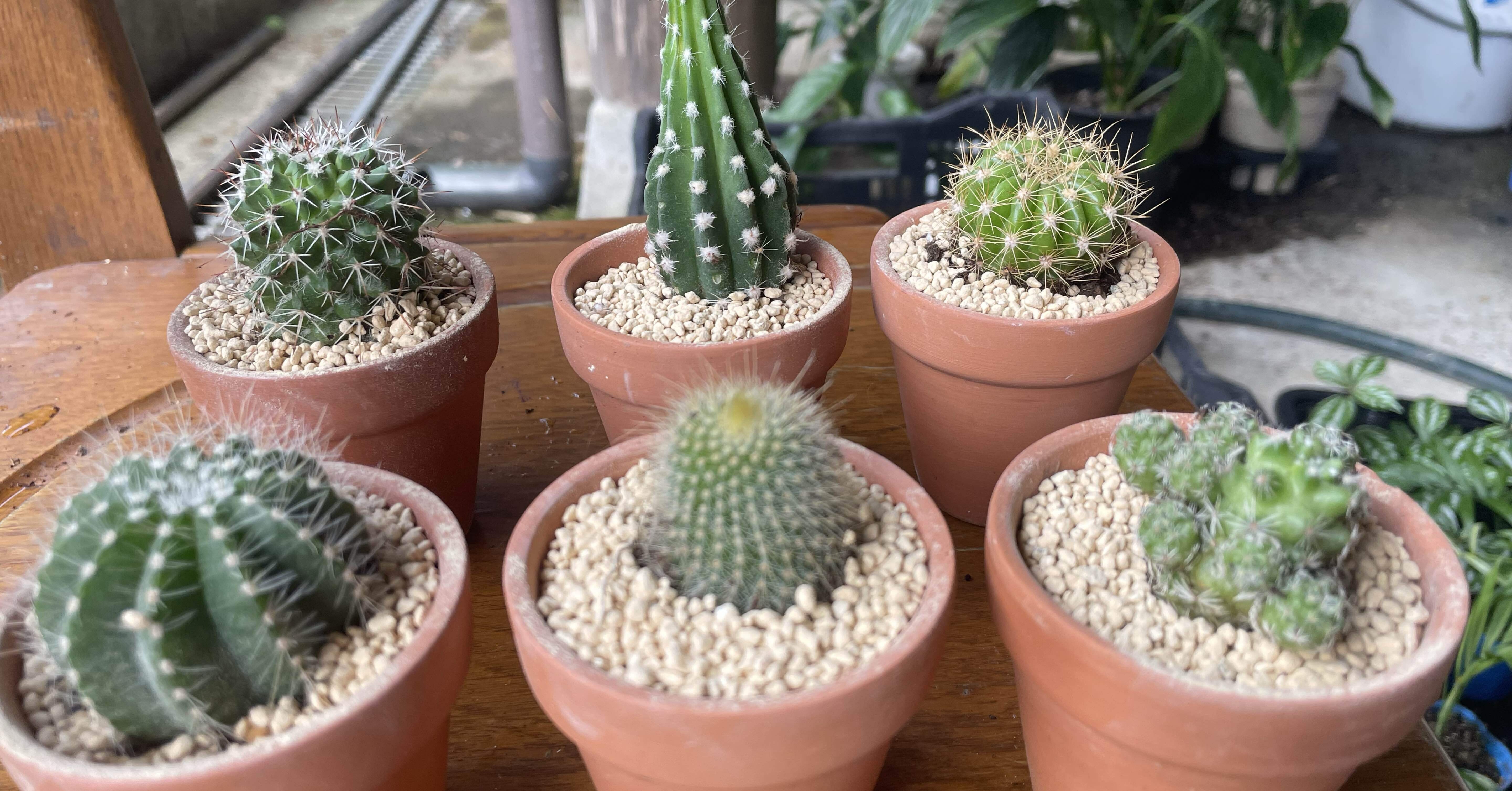 サボテン 月世界 A0888☆エピテランサ サボテン☆「送料無料」浦部陽向園