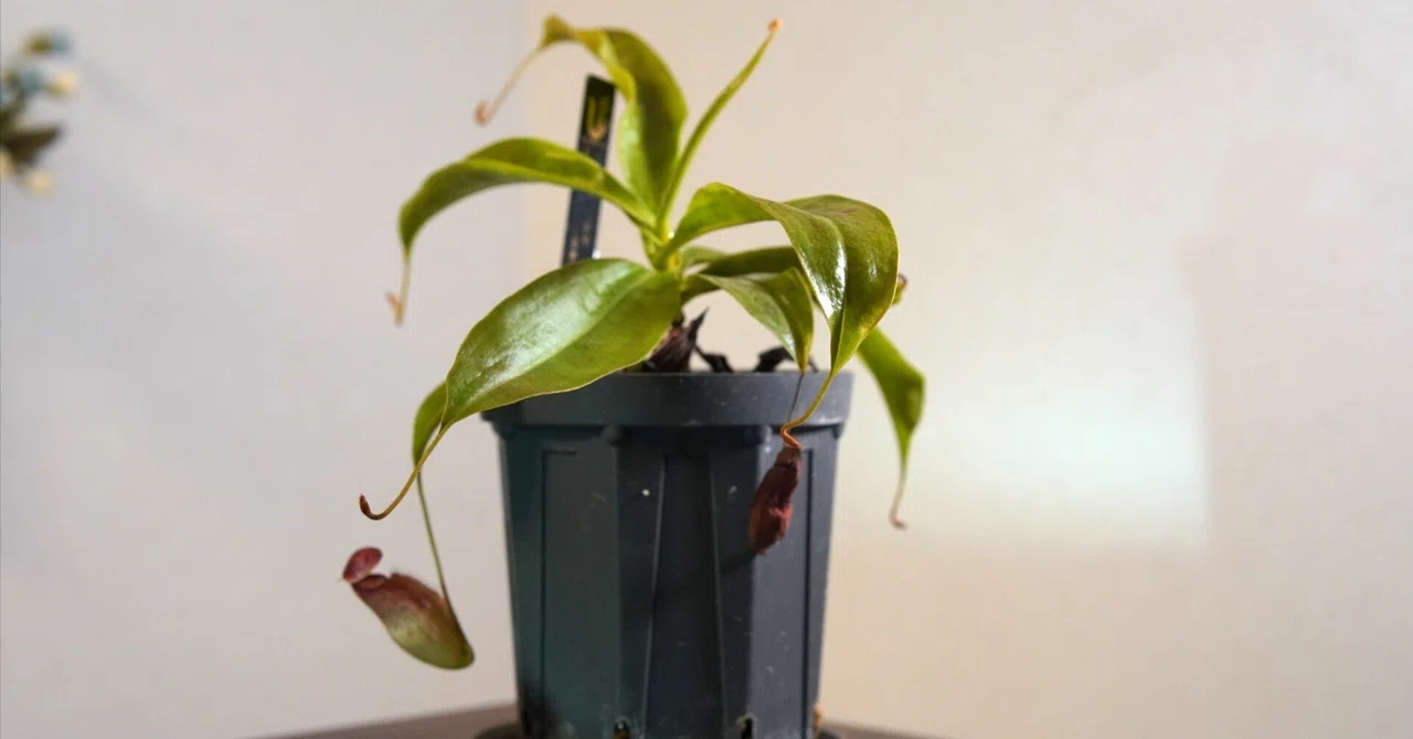[Pitcher Notes] Nepenthes ‘Nasu’ Cultivation Record | A Classic Hybrid ...