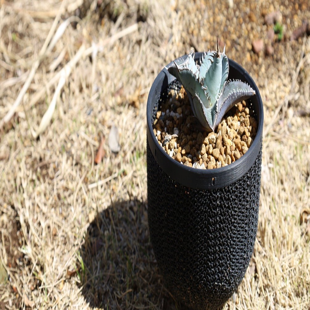 アガベ チタノタ・ブルーの成長記録｜MetaFlora｜3Dプリンター植木鉢