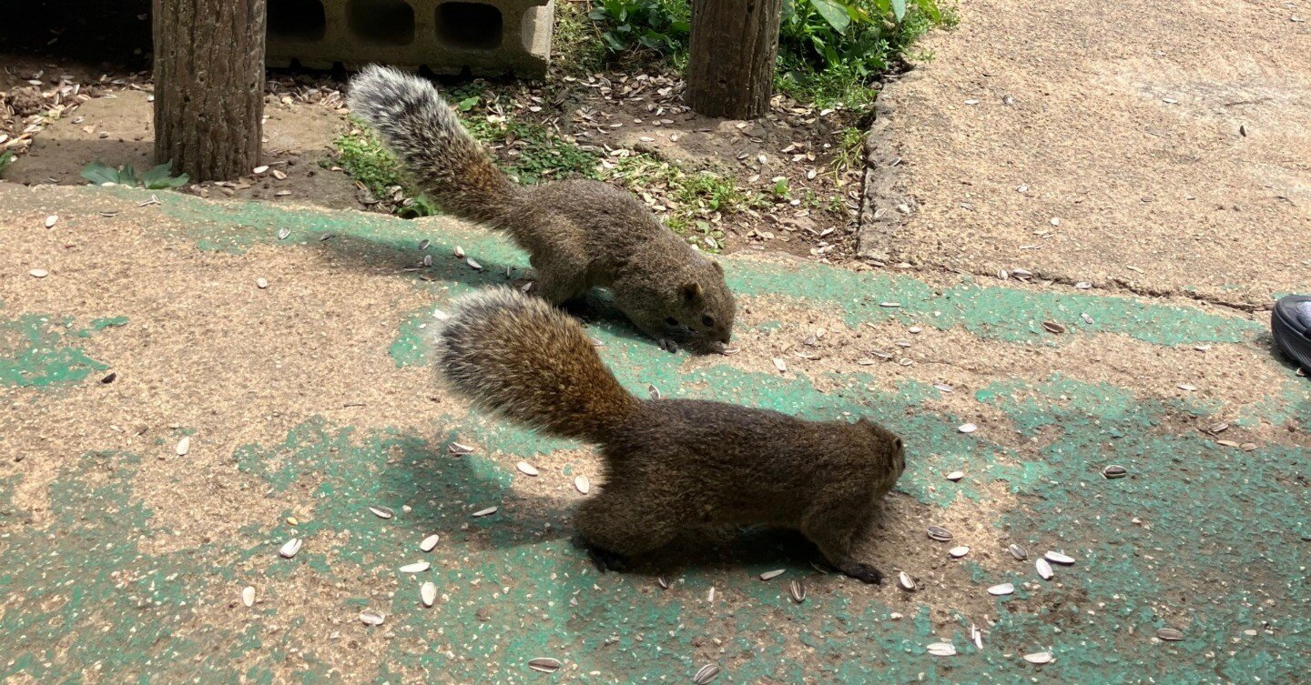 町田リス園】リスとのふれあいに癒された日｜はなおみよ