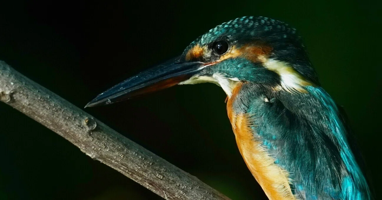 カワセミ君もうんざり？強烈な暑さの野鳥撮影でダウン寸前（SONY α1Ⅱ