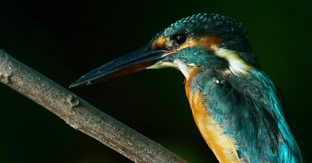 カワセミ君もうんざり？強烈な暑さの野鳥撮影でダウン寸前（SONY