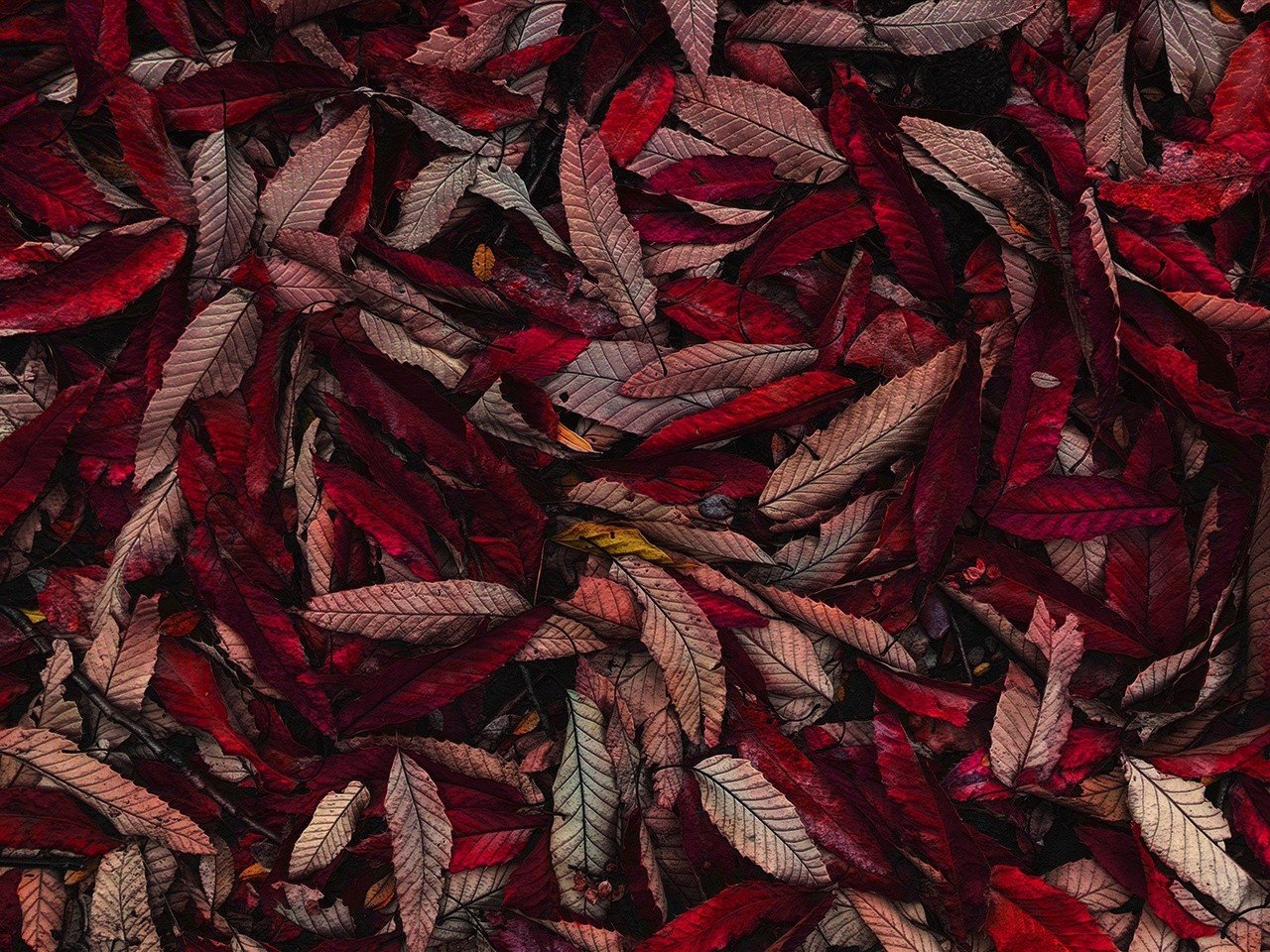 テクスチャ Note 2 落ち葉a 加工 2 Photos 倉敷龍馬 Note