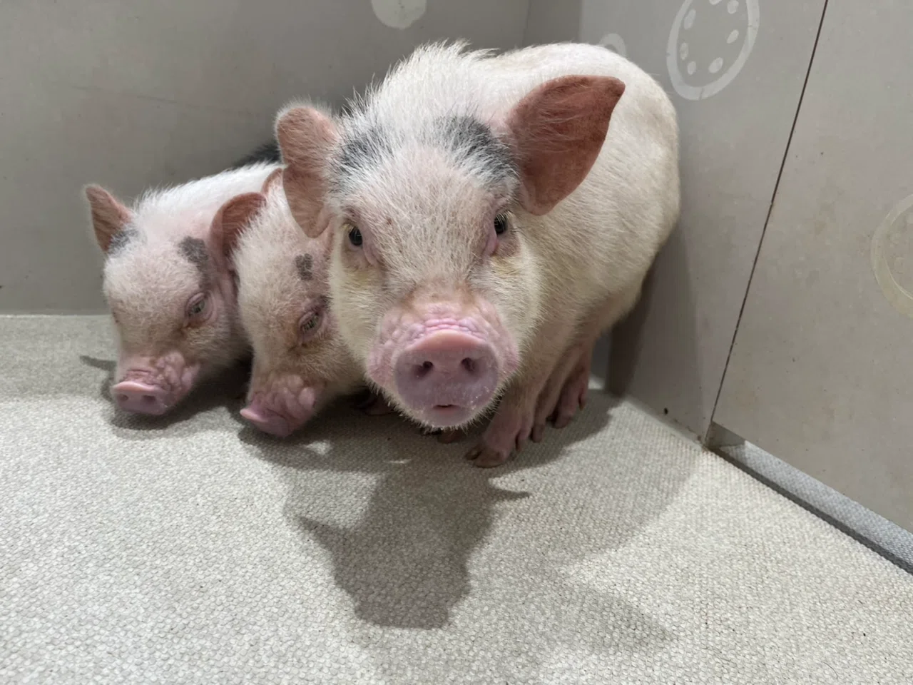 005 ポットベリーとは？マイクロブタの【豆知識①】｜pignic